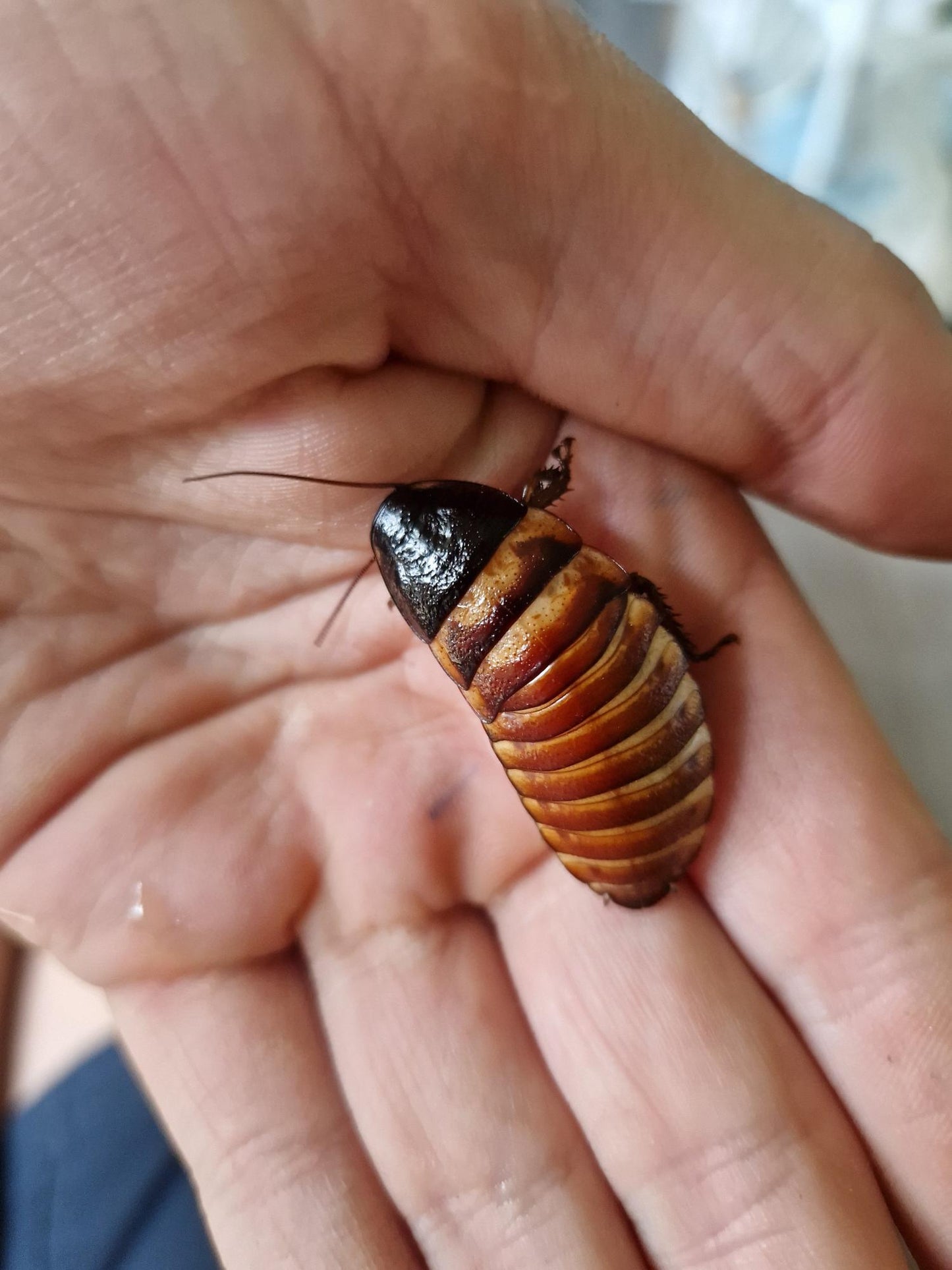 Elliptorhina Chopardi