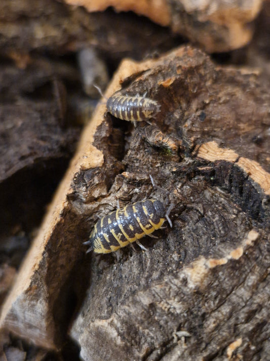 Porcellio Ornatus Yellow