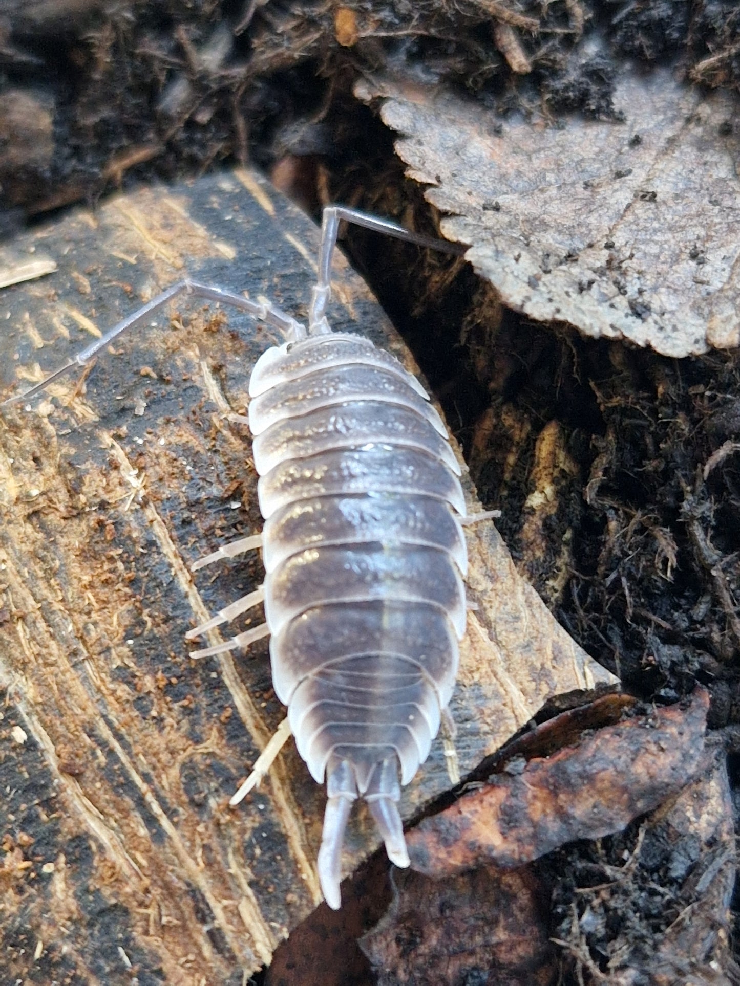 Porcellio Hoffmanseggi