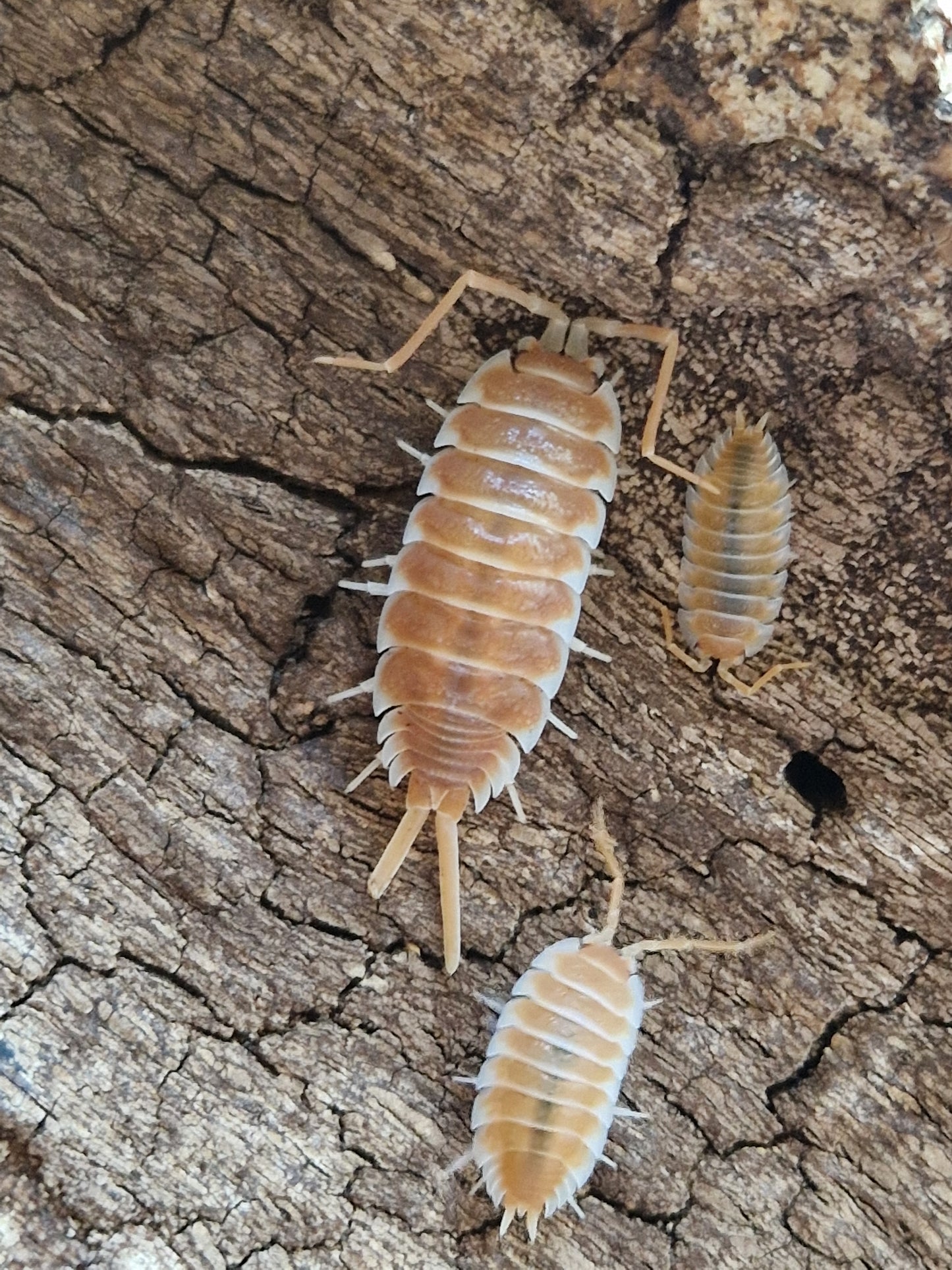 Porcellio hoffmanseggi orange