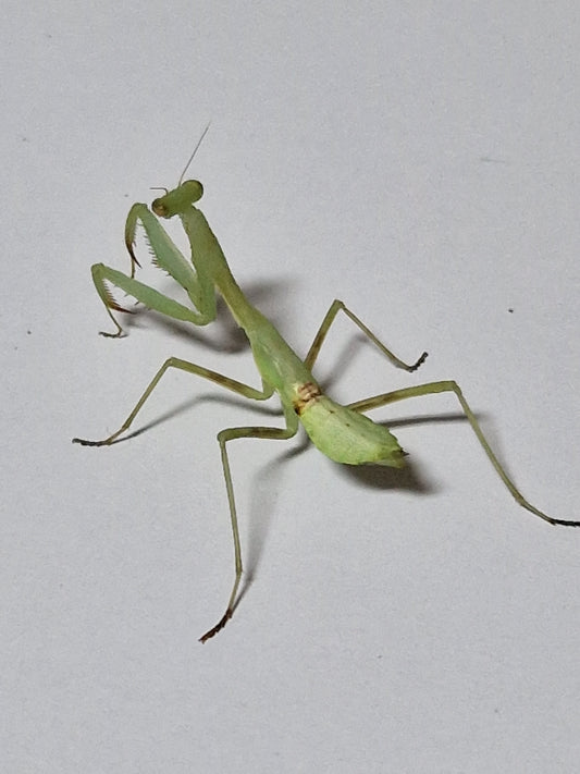 Miomantis caffra