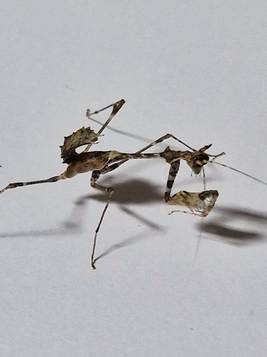 Sybilla Pretiosa