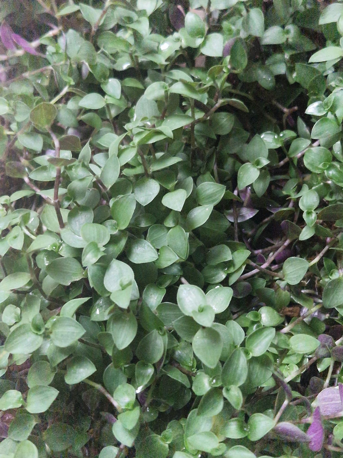 Callisia repens
