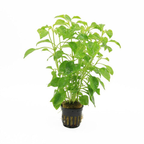 Alternanthera bettzickiana