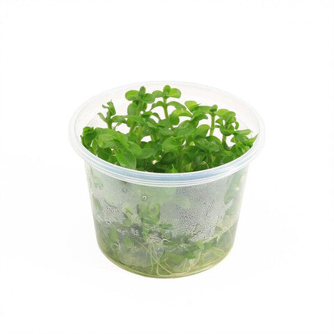 Bacopa caroliniana (cup 100cc)