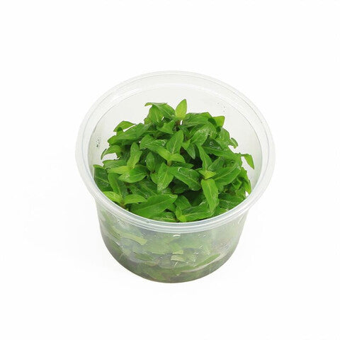 Staurogyne repens (cup 100cc)