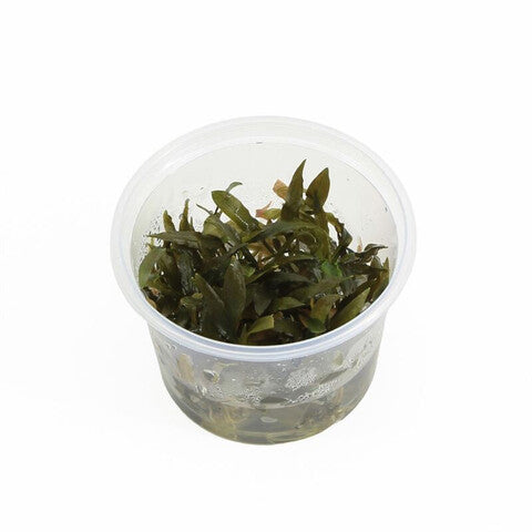 Cryptocoryne wendtii brown (cup 100c)