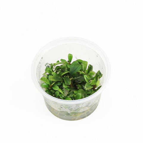 Bucephelandra sp green (cup 100cc)