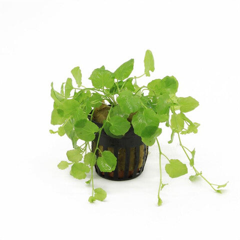 Cardamine Lyrata