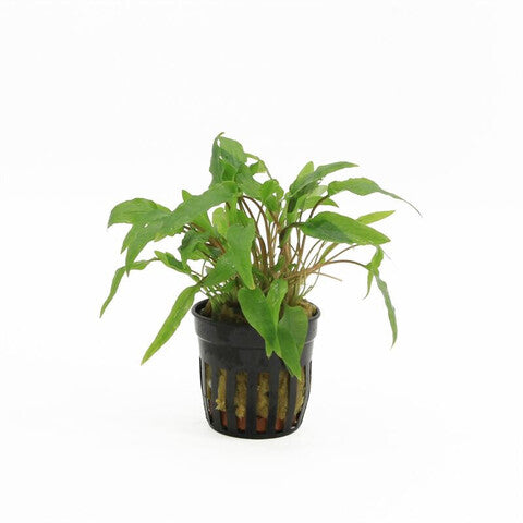 Cryptocoryne wendtii green