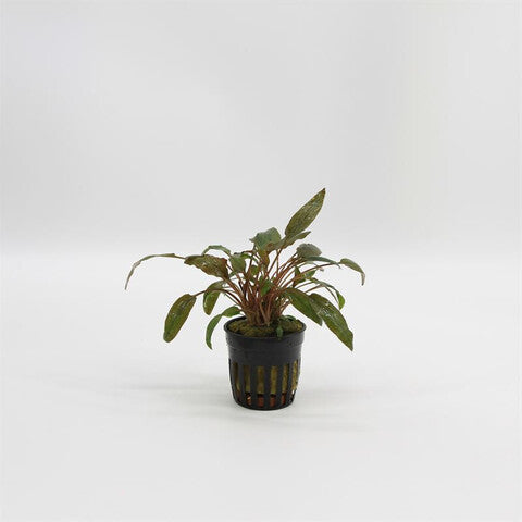 Cryptocoryne petchii