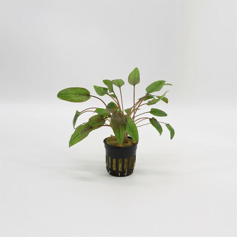 Cryptocoryne walkerii