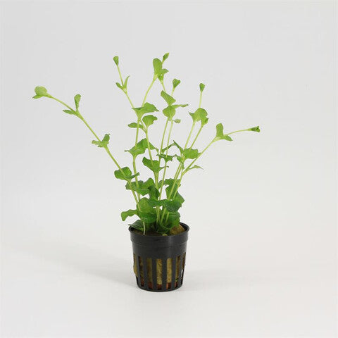 Lysimachia nummularia
