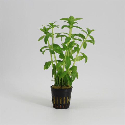 Limnophila aromatica green