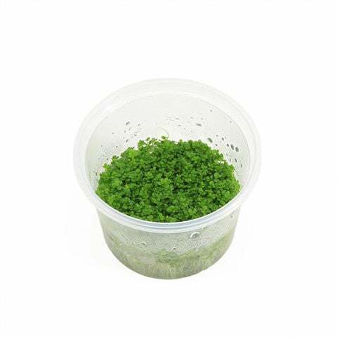 Hemianthus cal. 'Cuba' (cup 100cc)