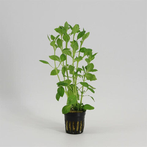Ludwigia palustris green