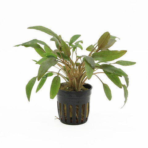 Cryptocoryne wendtii brown