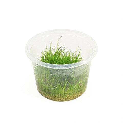 Eleocharis minima (cup 100cc)