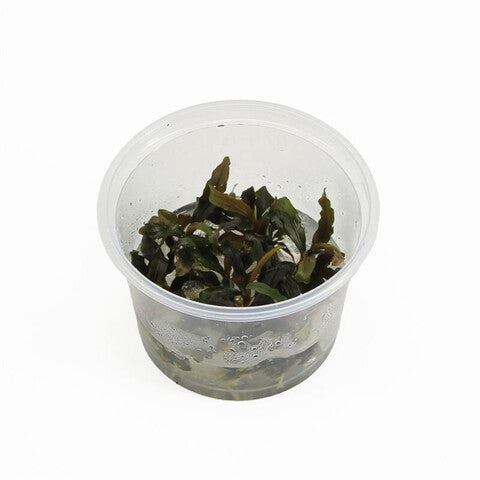 Bucephelandra sp red (cup 100cc)