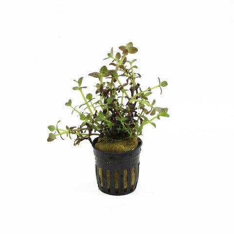 Bacopa salzmanni purple