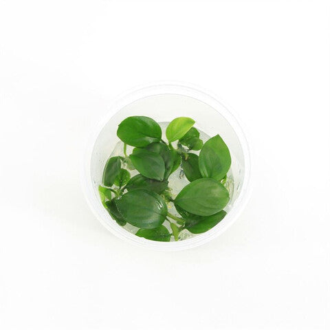 Anubias nangi (cup 100cc)