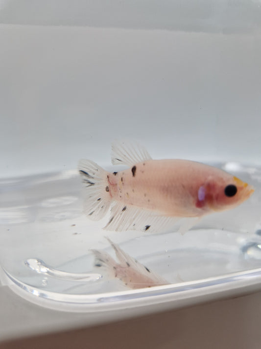 Betta Splendens mâle N°17