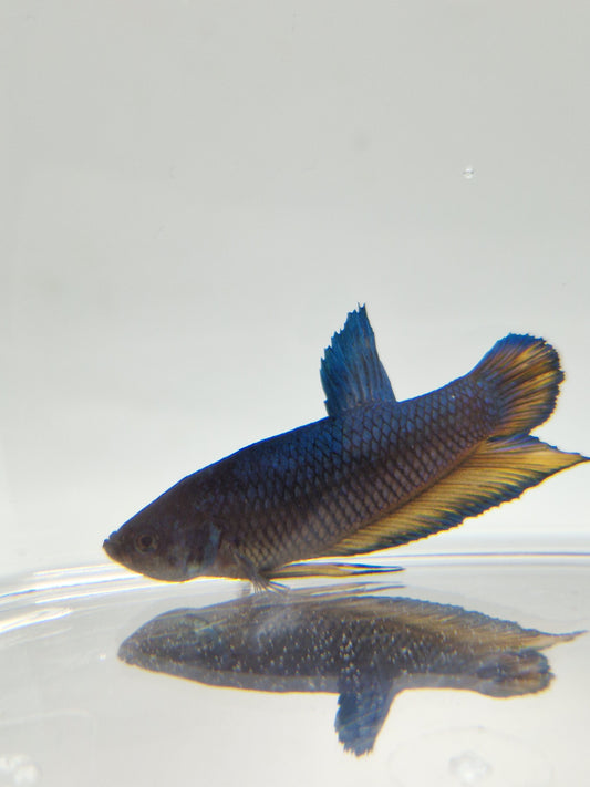 Betta Splendens mâle N°10