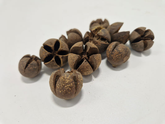 Cosses de Wallachi +/- 50gr