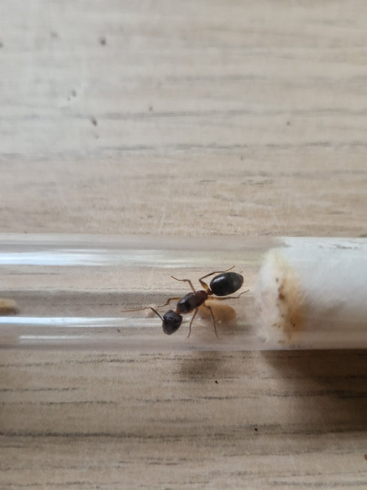 Camponotus red