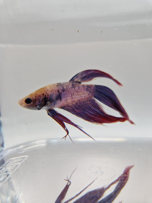 Betta Splendens mâle N°18