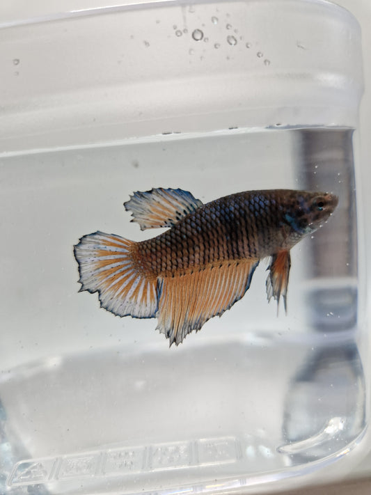 Betta Splendens mâle N°12