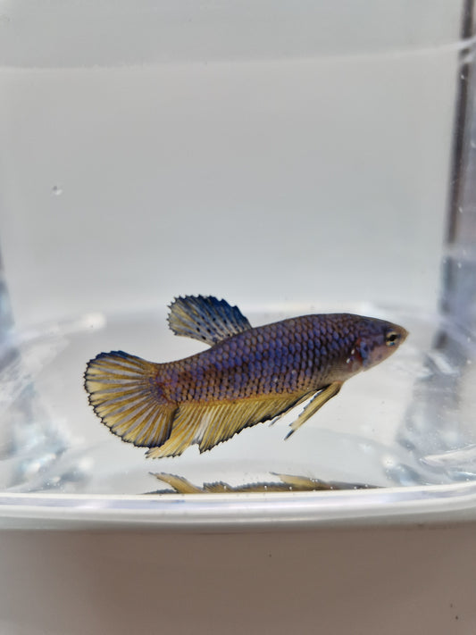 Betta Splendens mâle N°11