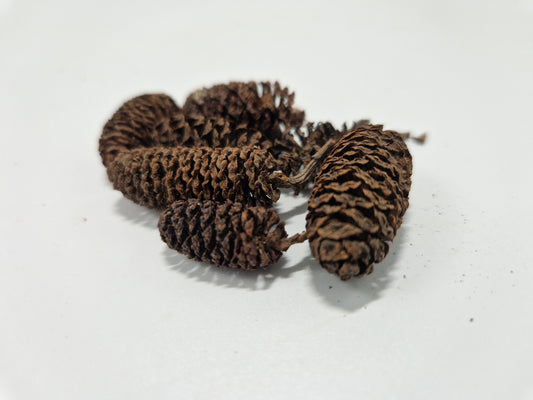 Cônes d'Aulne +/- 50gr