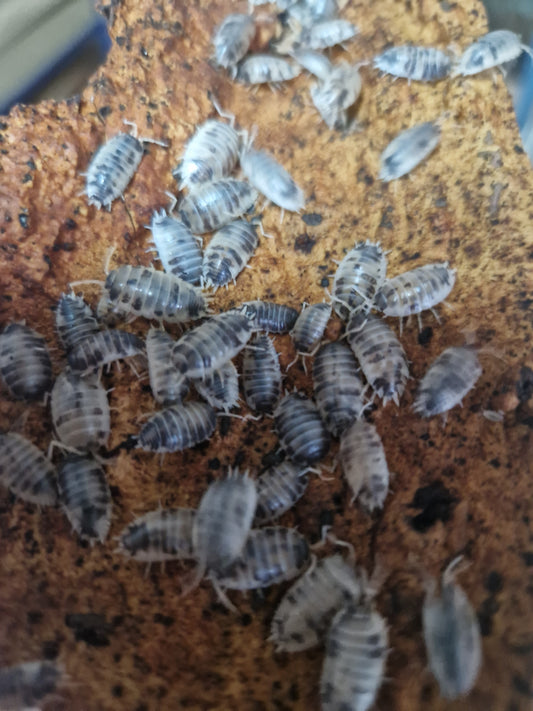 Porcellio laevis dalmatien