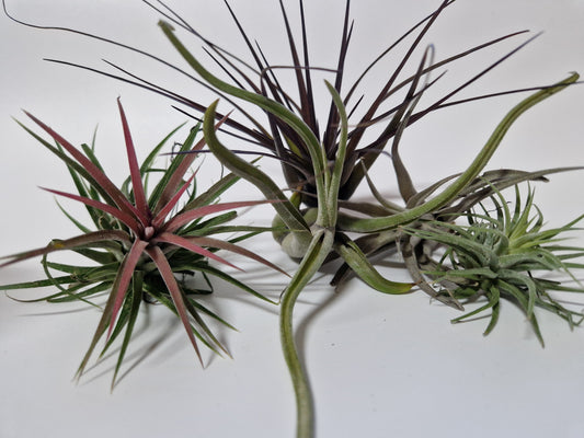 Tillandsia mix