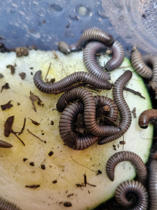 Ommatoiulus rutilans