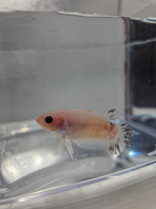 Betta Splendens mâle N°16