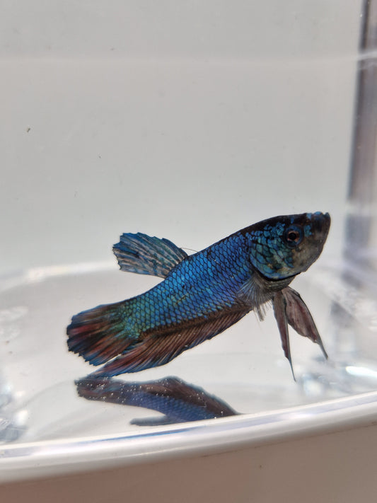 Betta Splendens mâle N°19