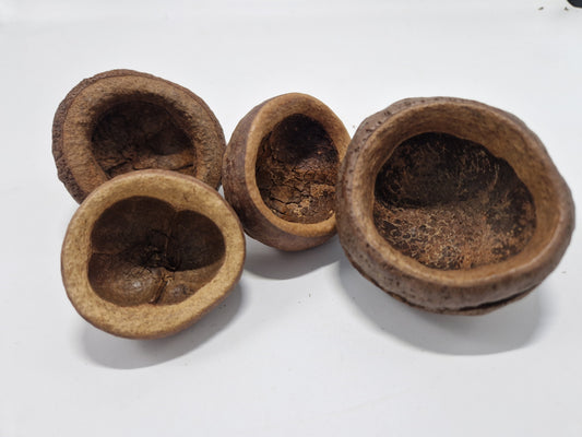 Gousse de Chapeuzhino