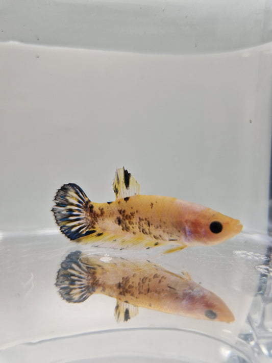 Betta Splendens mâle N°6