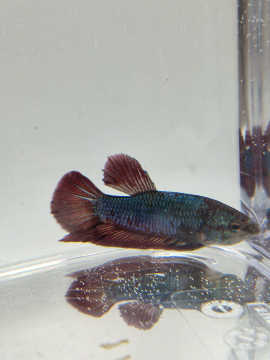 Betta Splendens mâle N°9