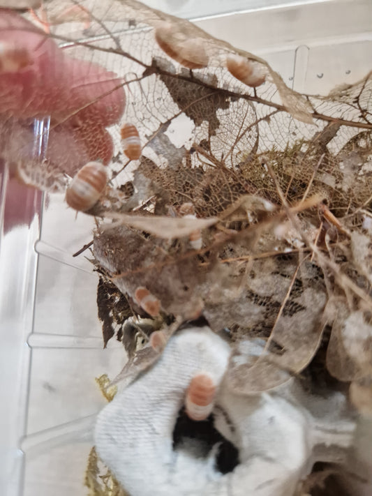 Cubaris panda king orange