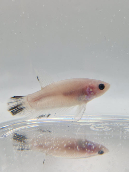 Betta Splendens mâle N°14