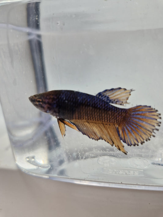 Betta Splendens mâle N°15