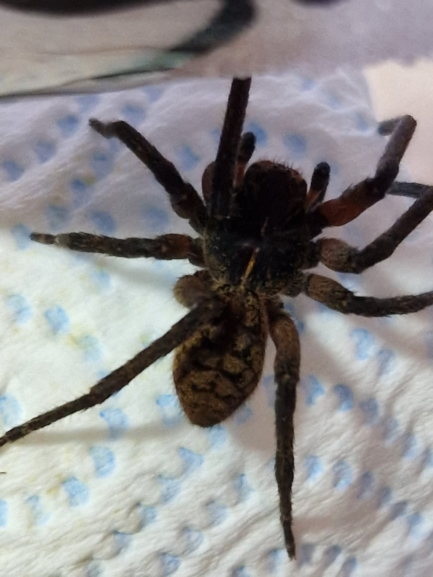 Piloctenus haematostoma