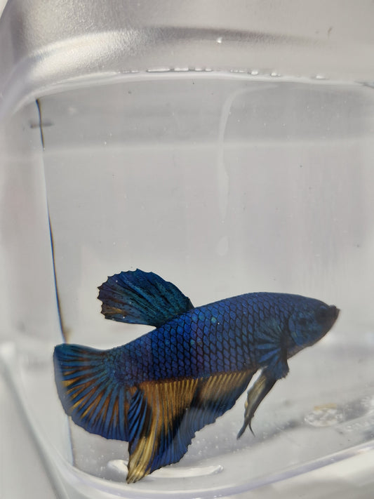 Betta Splendens mâle N°7