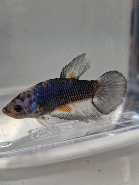 Betta Splendens mâle N°20