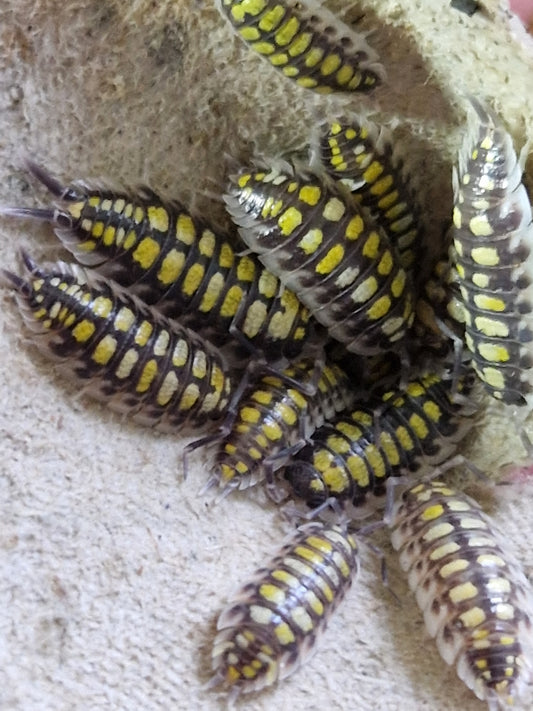 Porcellio haasi high yellow