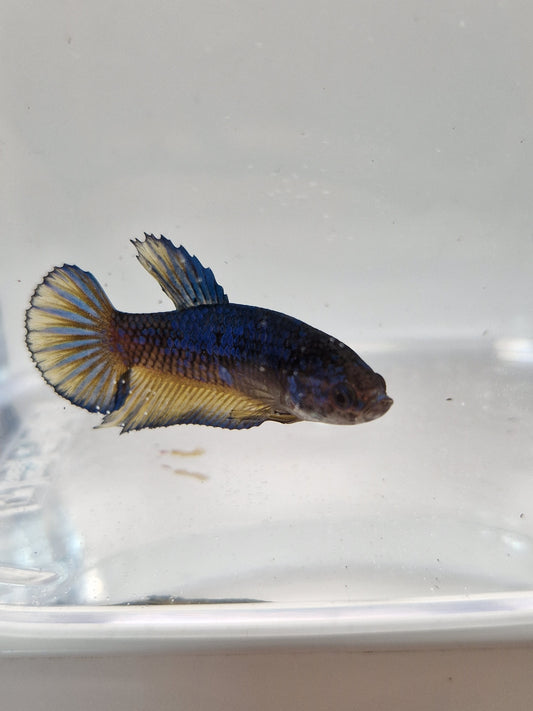 Betta Splendens mâle N°8