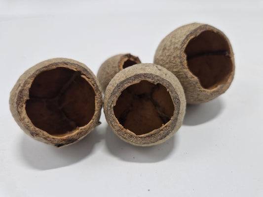 Gousses de Gouri - Lot de 10